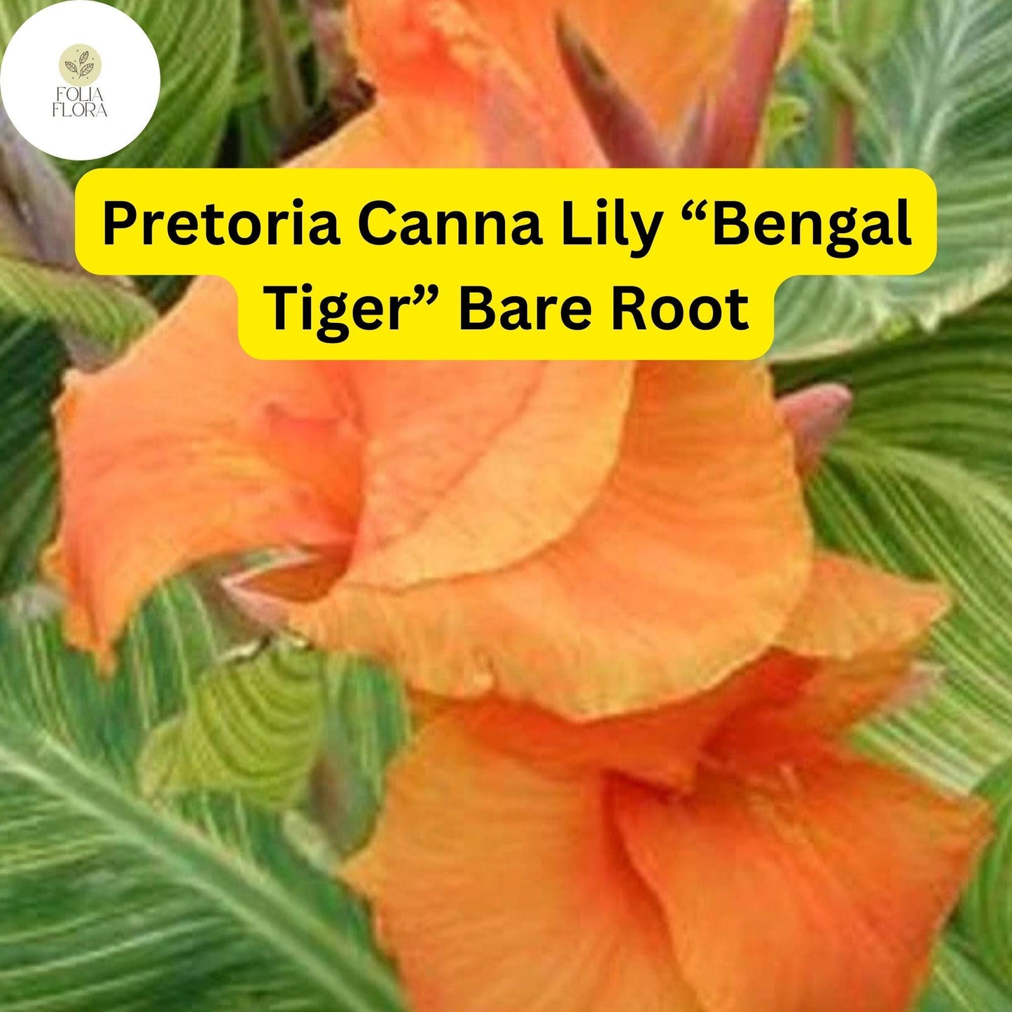 3 Bare Root Plants Pretoria Canna Lily “Bengal Tiger” Ready to Plant, Tropical Beauty
