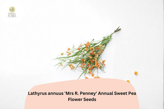 50+ Mrs R. Penney Sweet Pea Seeds | Lathyrus annuus | Annual Sweet Pea for Garden Planting