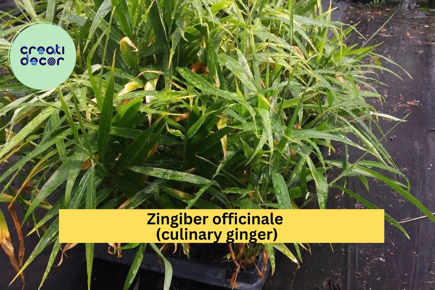 Edible Ginger Plant – Zingiber officinale – Live Rooted Culinary Herb for Planting, Fresh Kitchen Spice Garden Starter