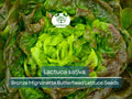 700 Seeds Bronze Mignonette Butterhead Lettuce – Lactuca sativa | Heirloom Butterhead Lettuce for Planting & Delicious Fresh Harvests