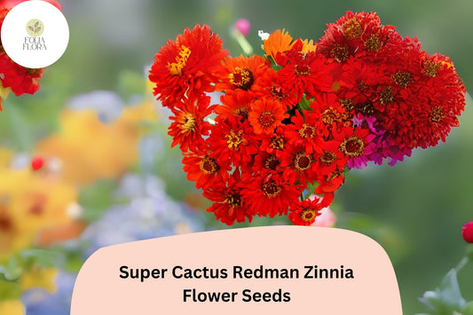 100+ Super Cactus Redman Zinnia Seeds – Bold Red Spiky Bloom Annual Flowers for Garden Planting & Cut Gardens