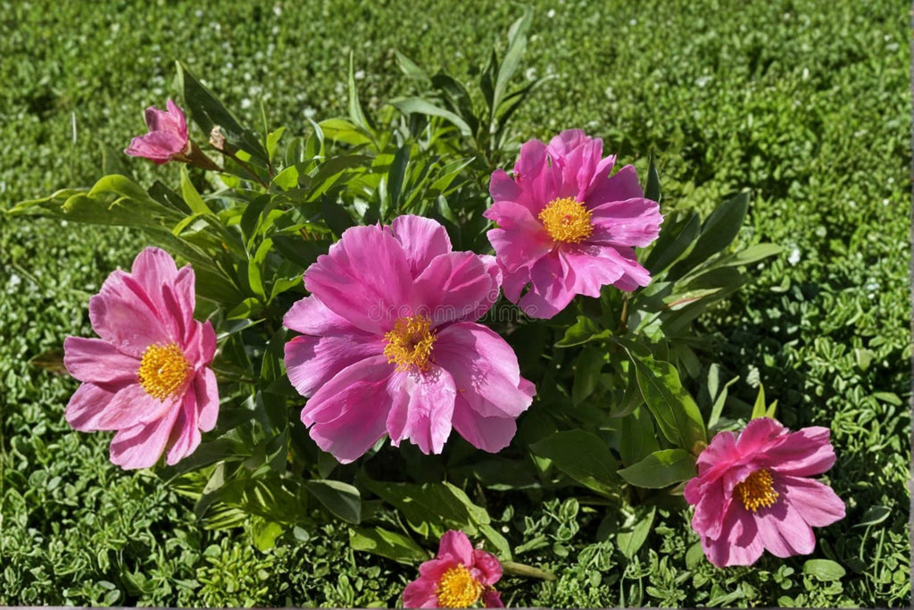 Paeonia lactiflora – Chinese Herbaceous Peony Seeds | 5 Seeds | Fragrant Spring Blooms | Hardy Perennial Flower