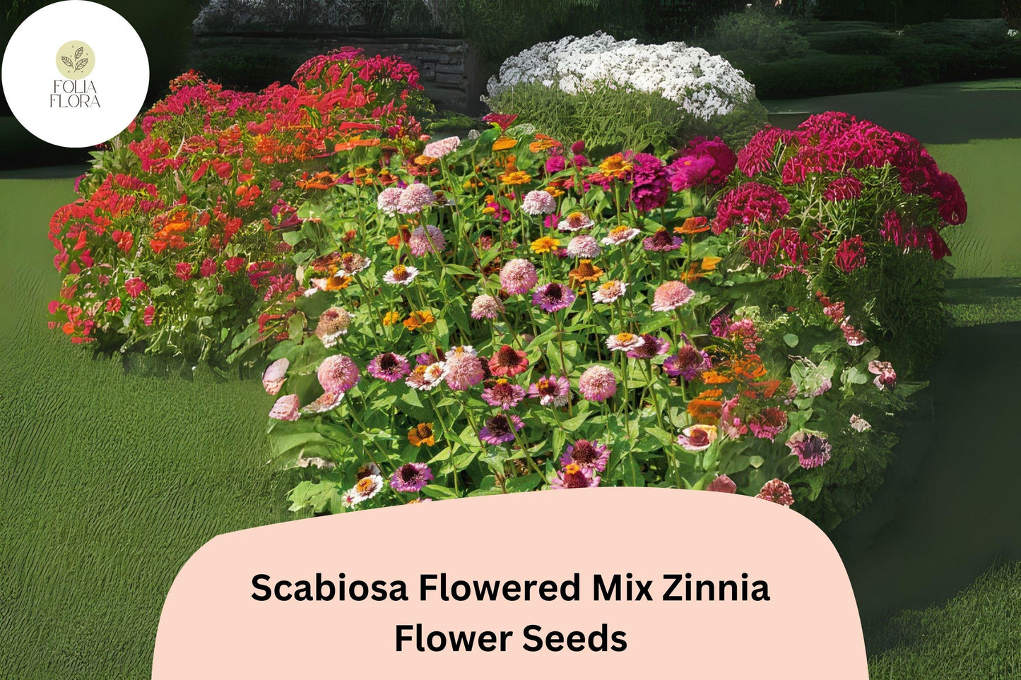 100+ Scabiosa Flowered Mix Zinnia Seeds – Unique Double Blooms for Garden Beds, Borders & Bouquets