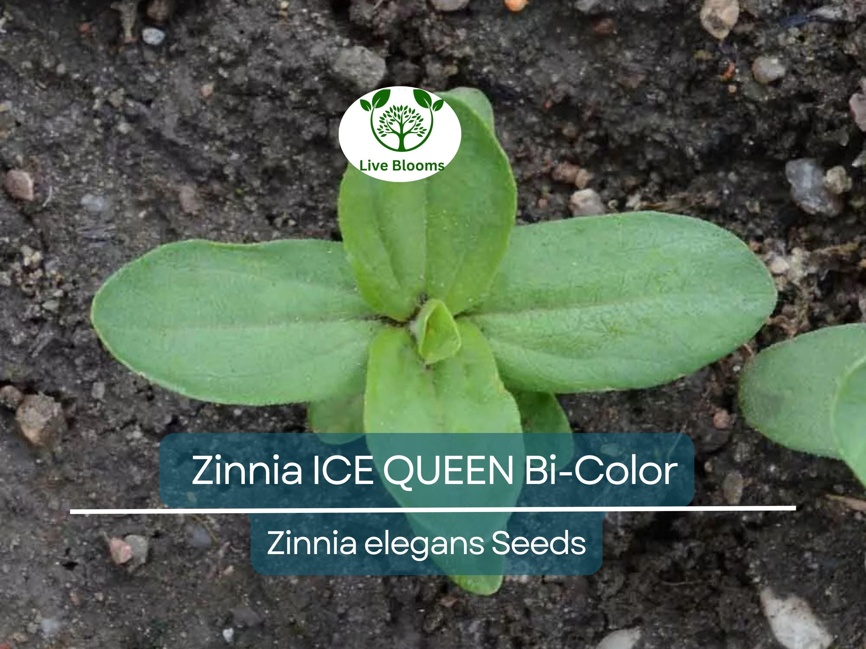 100 Seeds Zinnia ICE QUEEN Bi-Color Pink White Flowers, Attracts Butterflies & Hummingbirds, Non-GMO, Vibrant Garden Blooms, Easy to Grow
