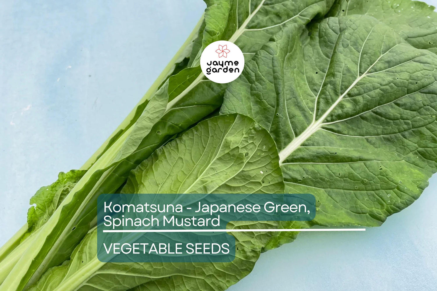 4000 Komatsuna Seeds – Japanese Green Spinach Mustard, NON-GMO, High in Vitamins A & C | Free Shipping