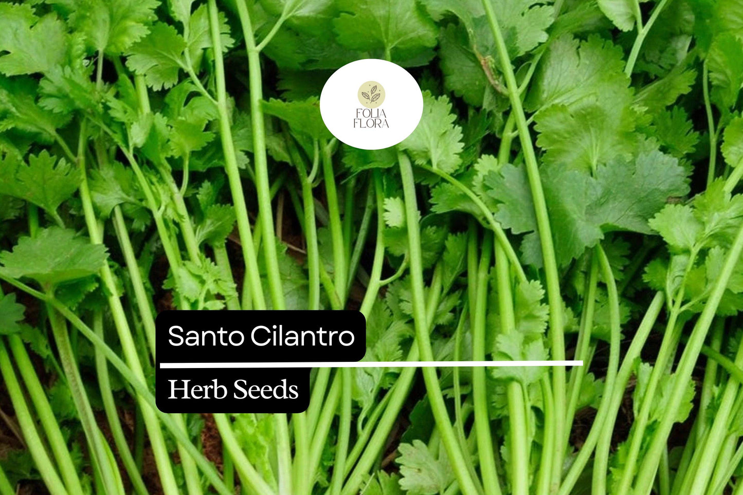 100 Seeds Santo Cilantro - Coriandrum sativum | Aromatic Herb for Culinary Use
