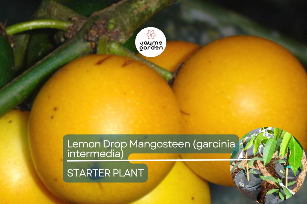 1 Lemon Drop Mangosteen Tree (Garcinia intermedia) Live Starter Plant 3″-12″ - Tangy Tropical Fruit for Gardens & Culinary Creations