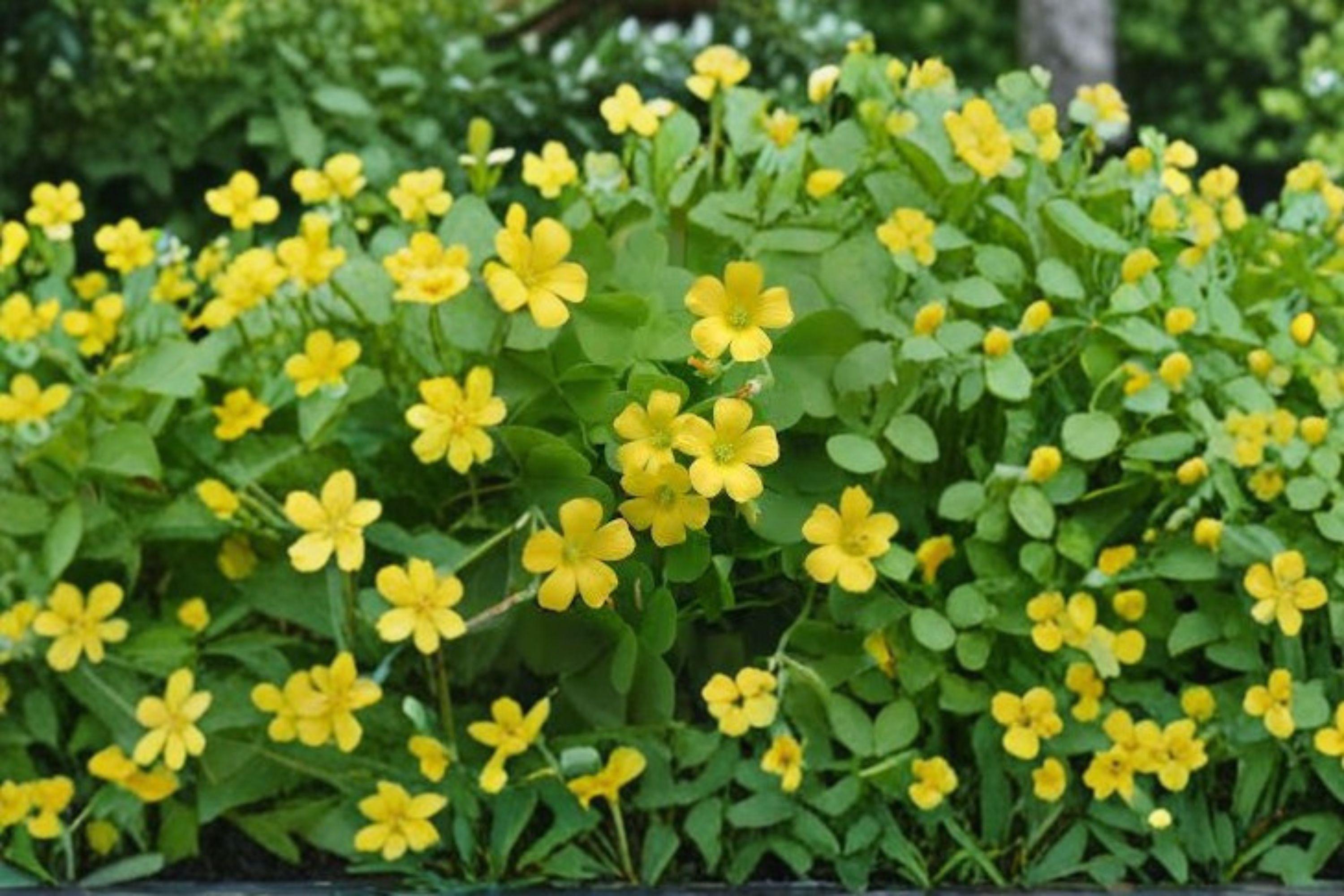 Oxalis Stricta – Yellow Wood Sorrel Seeds | 10 Seeds | Lemon Clover / Sourgrass | Edible Wildflower