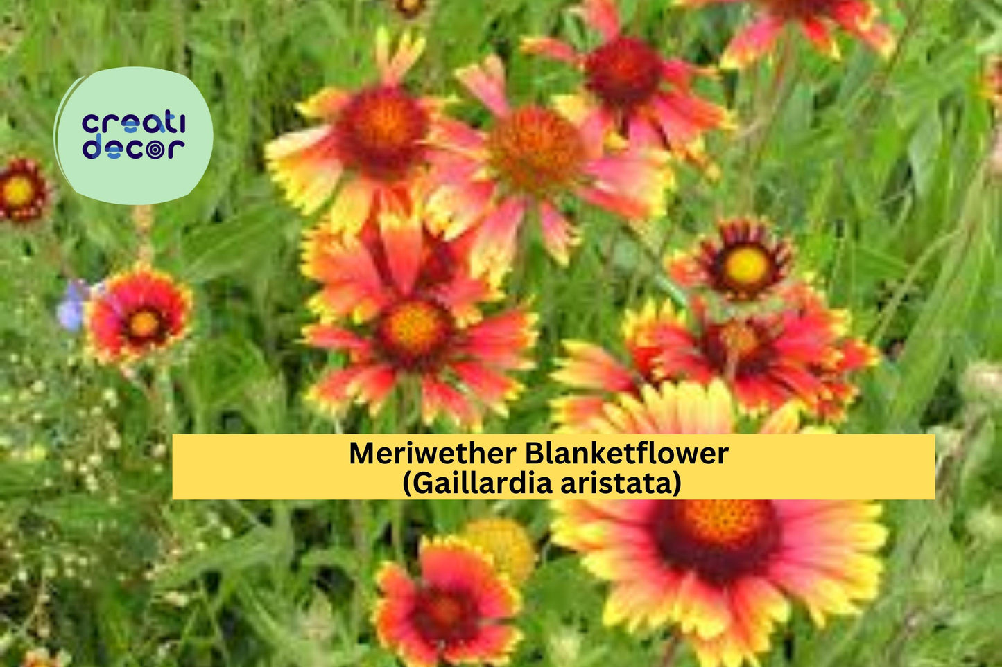 Meriwether Blanketflower Seeds (Gaillardia aristata) – 25 Native Wildflower Seeds | Drought-Tolerant | Yellow-Red Blooms