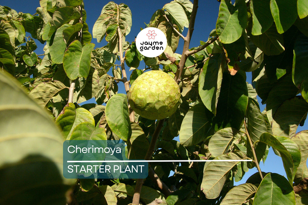 Cherimoya Plant with Pot | 8-Inch Live Seedling | Tropical Fruit Tree | Ready to Plant | Indoor & Outdoor Use | Spring Interest