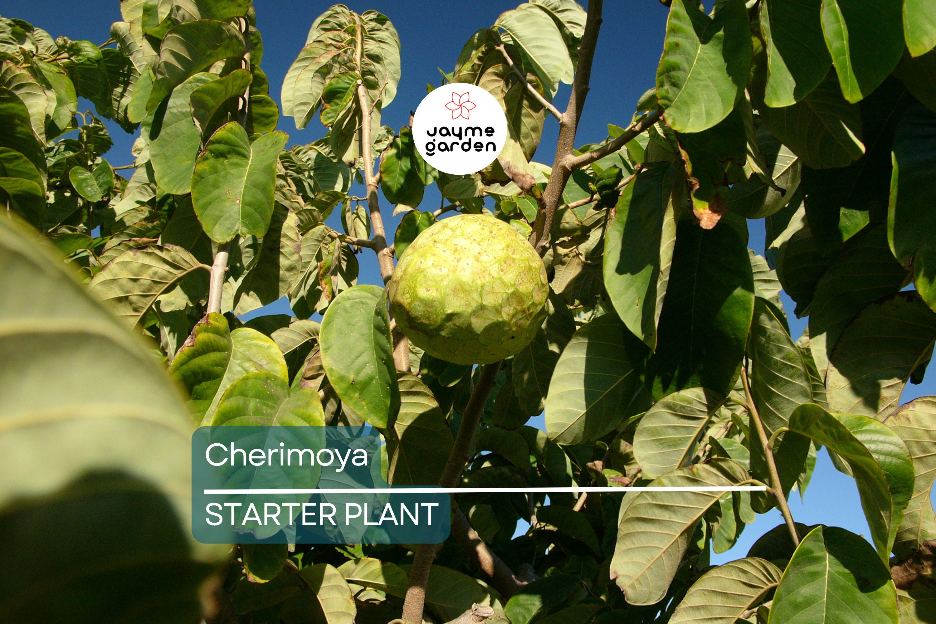 Cherimoya Plant with Pot | 8-Inch Live Seedling | Tropical Fruit Tree | Ready to Plant | Indoor & Outdoor Use | Spring Interest