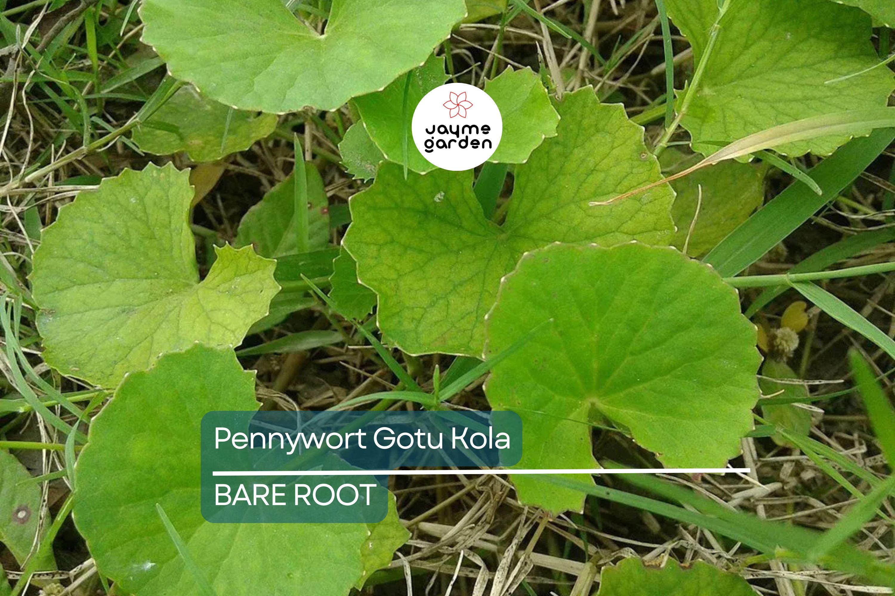 15pcs Pennywort Gotu Kola Bare Root Live Plant – Easy to Grow Ground Cover