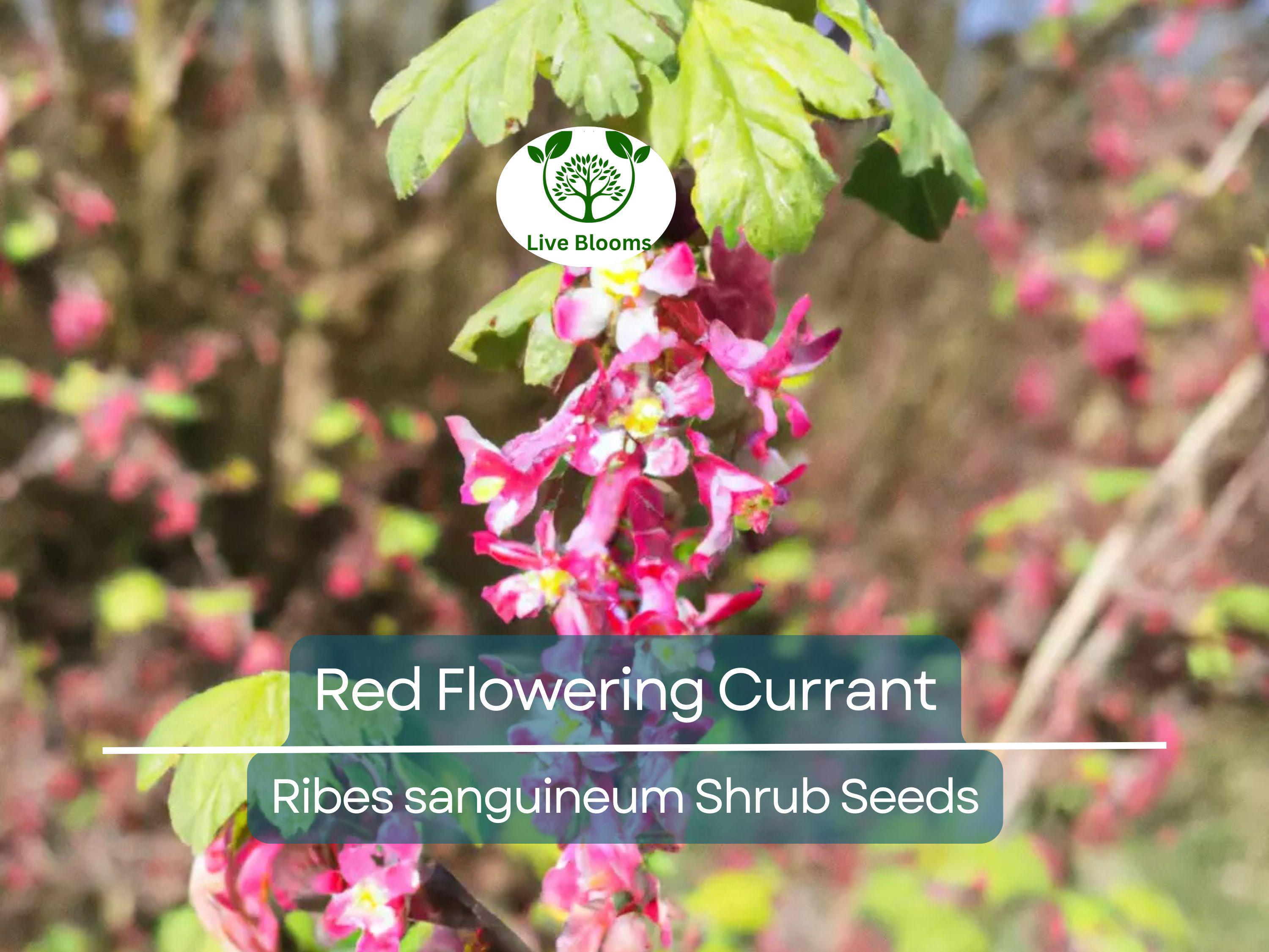10 Red Flowering Currant Shrub Seeds (Ribes sanguineum), Ornamental Hedge Bush, Hardy Flowering, Spring Blooms for Garden & Landscaping