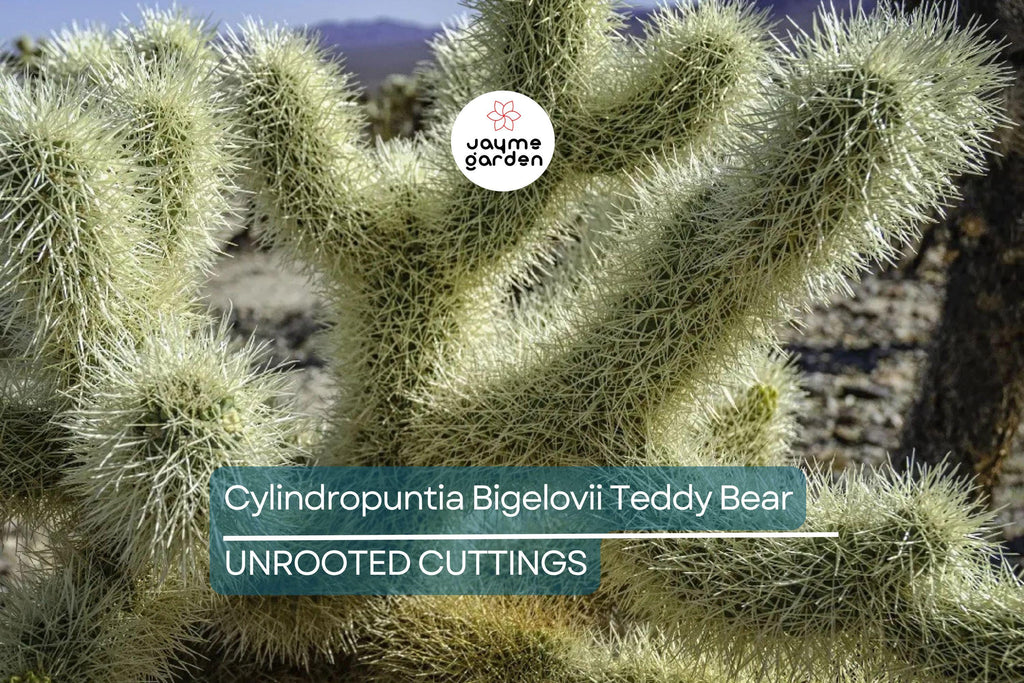 Cylindropuntia Bigelovii Teddy Bear Cholla Cactus Cutting Segment (3-5" Long)