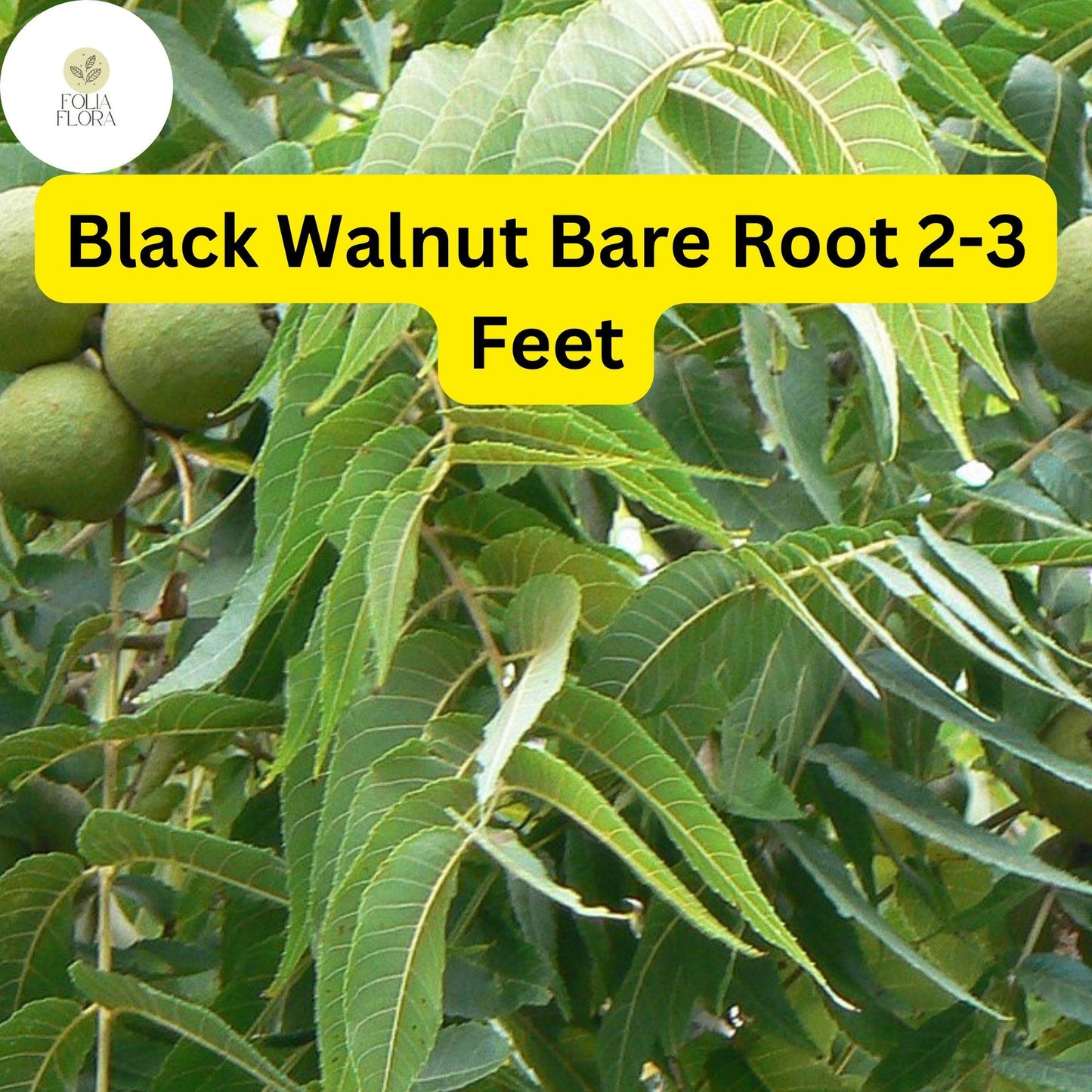 1 Juglans nigra Black Walnut Tree - Live Bare Root Plant 2-3 Feet for Zones 4-9