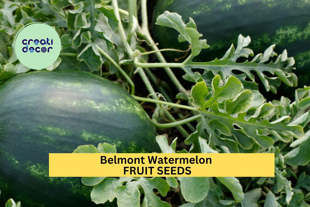 50+ Belmont Watermelon Seeds – Sweet Red-Fleshed Melons for Garden Planting, High-Yield Summer Fruit Variety – USA