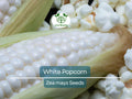 50 White Popcorn Seeds, Non-GMO Japanese Hulless Corn (Zea mays), Home Garden, Healthy Popcorn, Premium Organic, Easy to Grow