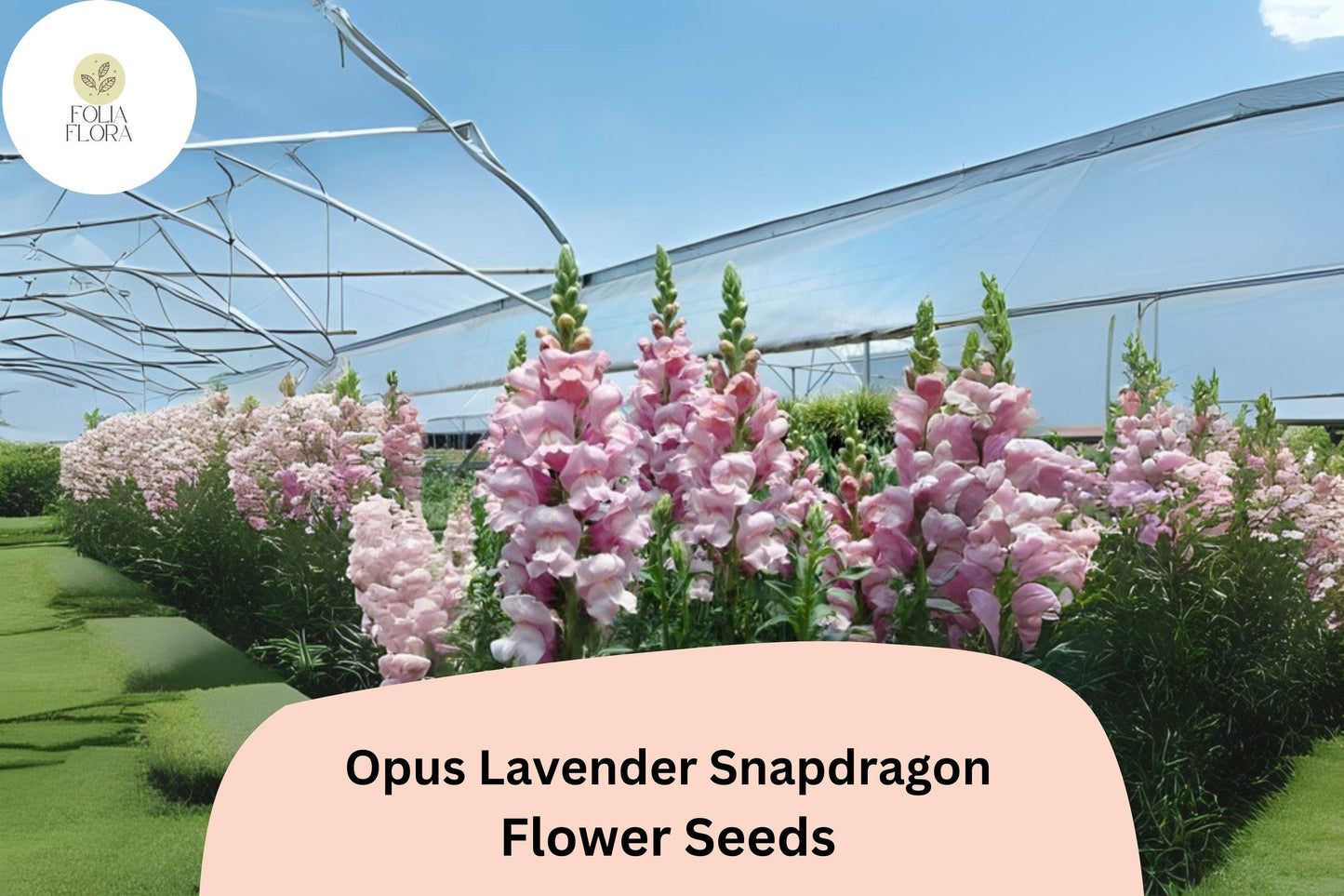 Antirrhinum majus Opus Lavender Snapdragon Seeds – 1000+ Soft Purple Blooms for Garden & Cut Flowers