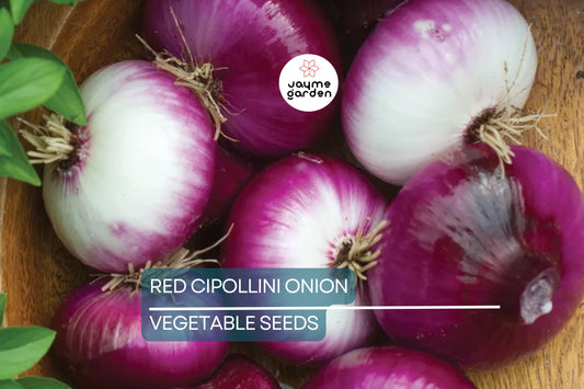 25 Red Cipollini Onion Seeds - Non-GMO, Heirloom Seeds For Planting, Sweet & Flat, USA Grown, Perfect for Roasting and Pickling