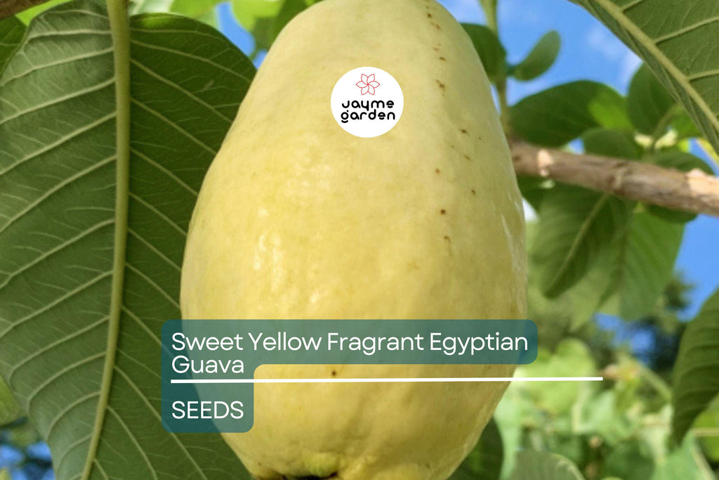 20 Sweet Yellow Egyptian Guava Seeds - Psidium Guajava - Fragrant Fruit Tree, Easy to Grow, Perfect for Tropical Gardens