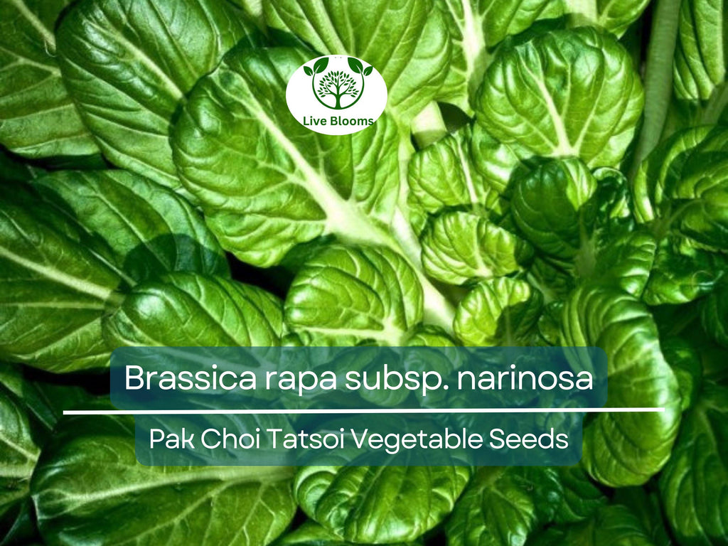 250 Pak Choi Tatsoi Seeds - Brassica rapa subsp. narinosa | Heirloom Asian Greens for Planting, Gardening & Stir-Fry