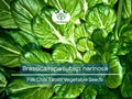 250 Pak Choi Tatsoi Seeds - Brassica rapa subsp. narinosa | Heirloom Asian Greens for Planting, Gardening & Stir-Fry