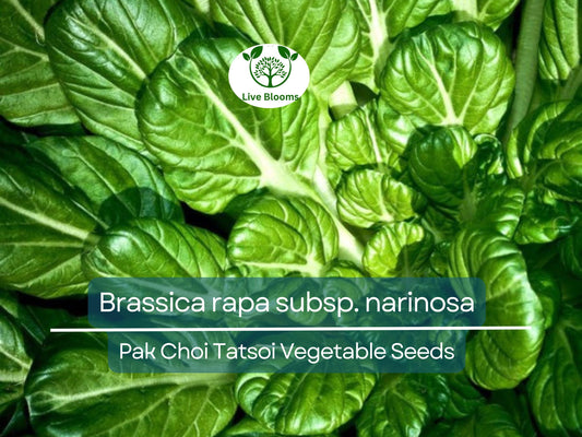 250 Pak Choi Tatsoi Seeds - Brassica rapa subsp. narinosa | Heirloom Asian Greens for Planting, Gardening & Stir-Fry