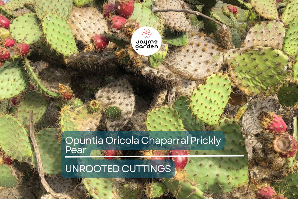 Opuntia Oricola Chaparral Prickly Pear Cactus Pad Cutting (1) | 5-7" Tall | Coastal Los Angeles Origin | Easy to Root