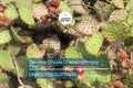Opuntia Oricola Chaparral Prickly Pear Cactus Pad Cutting (1) | 5-7" Tall | Coastal Los Angeles Origin | Easy to Root