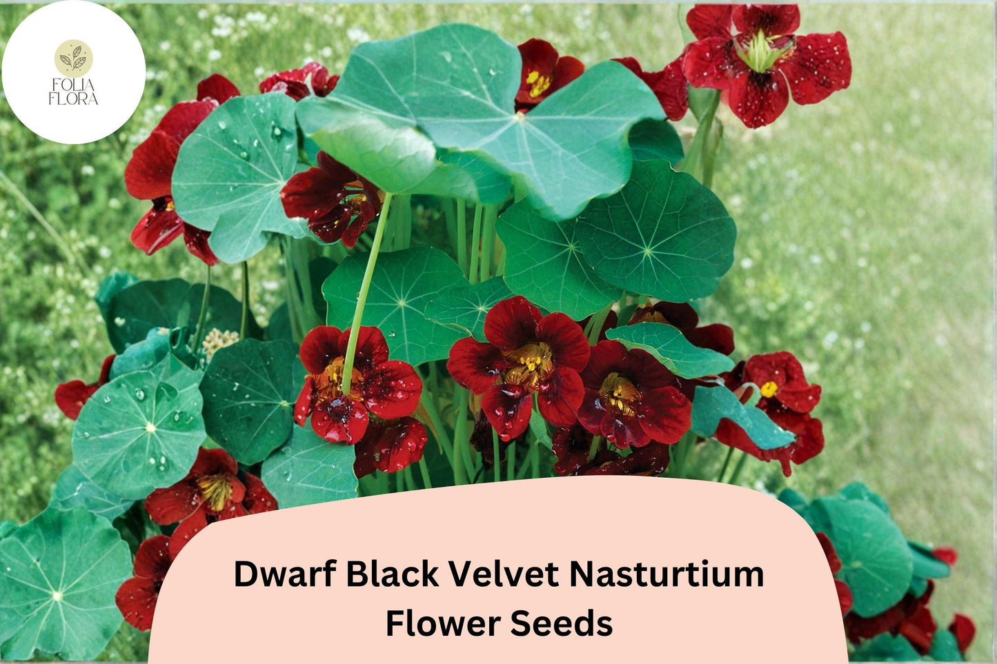 50+ Dwarf Black Velvet Nasturtium Seeds | Tropaeolum majus | Deep Burgundy-Red Blooms