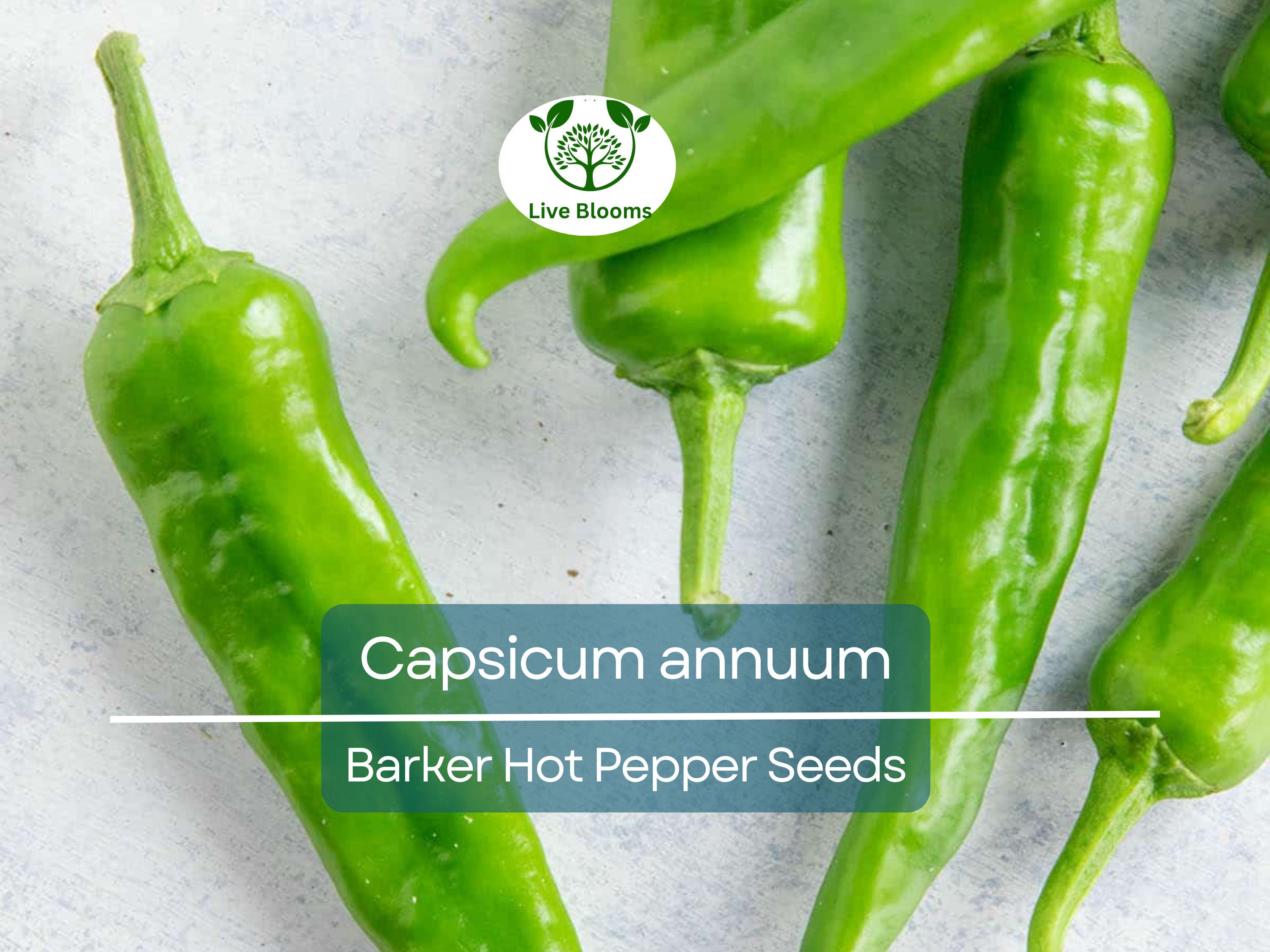 250 mg Barker Hot Pepper Seeds - Capsicum annuum | Spicy Heirloom Pepper for Planting, Perfect for Salsas, Cooking & Home Gardens