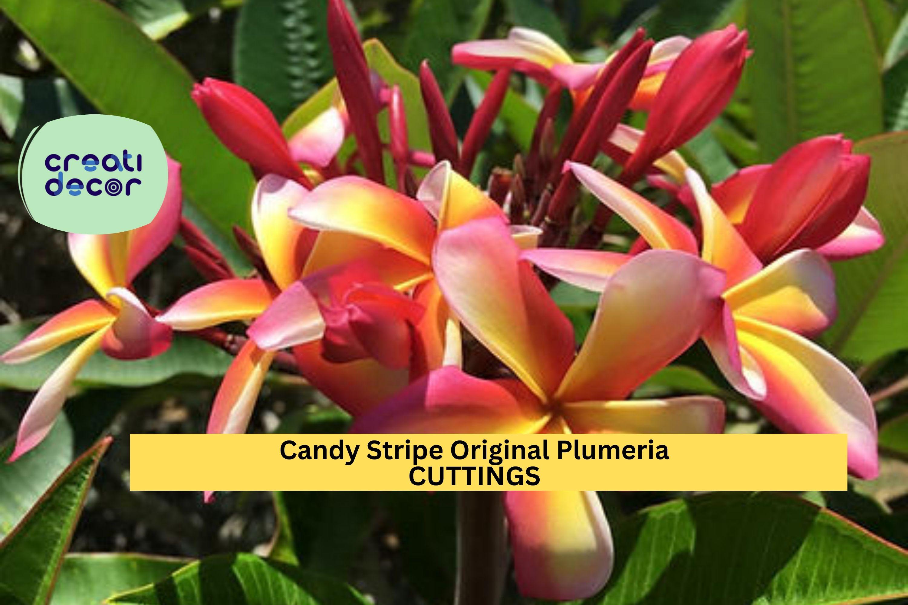 1 Candy Stripe Plumeria Cutting – 10" Double Head Unrooted Stem | Original Variety | Tropical Frangipani for Garden or Patio Planters