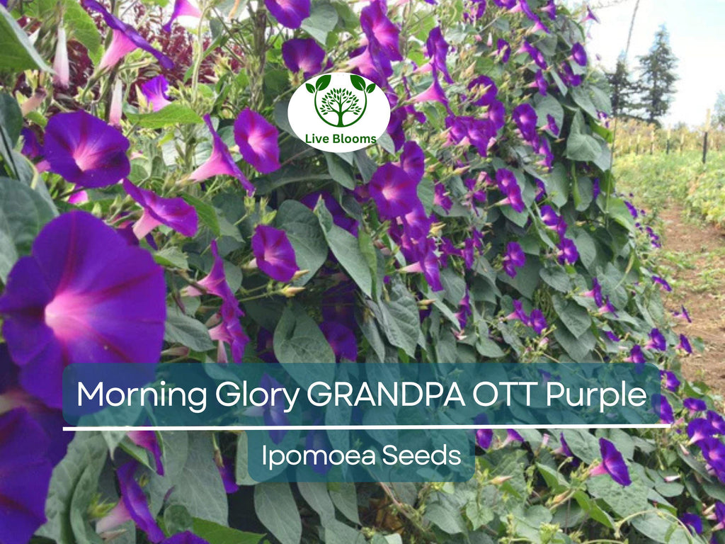 100 Morning Glory Grandpa Ott Seeds – Purple Heirloom Vine | Ipomoea purpurea | Climbing 15' | Non-GMO Fast-Growing Flower