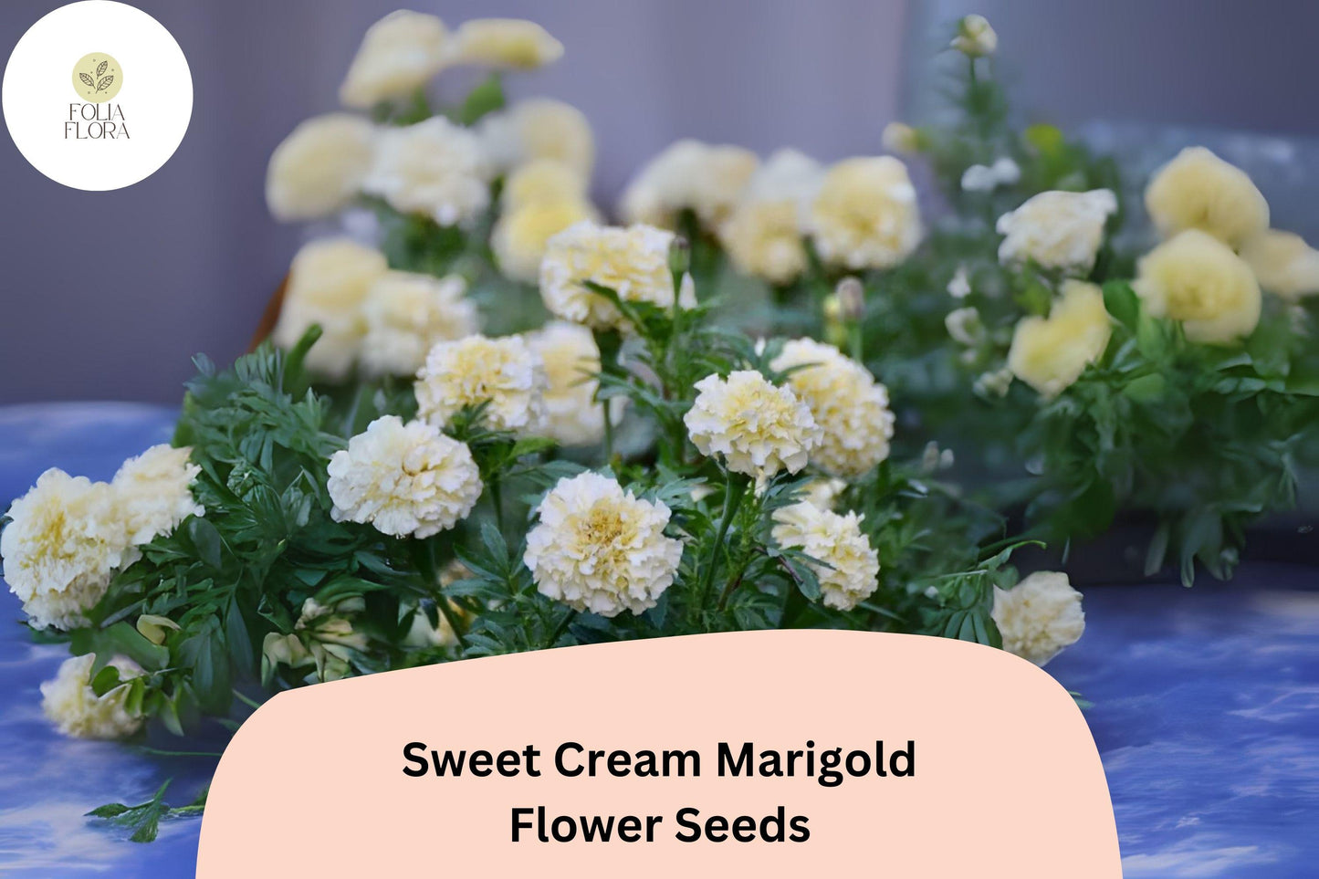 25+ Sweet Cream Marigold Seeds | Tagetes erecta | Creamy White Blooms | Easy Annual Flowers for Beds, Borders & Containers