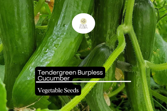 50 Seeds Tendergreen Burpless Cucumber (Cucumis sativus) – Sweet, Non-Bitter, Crisp Garden Favorite for Slicing & Salads