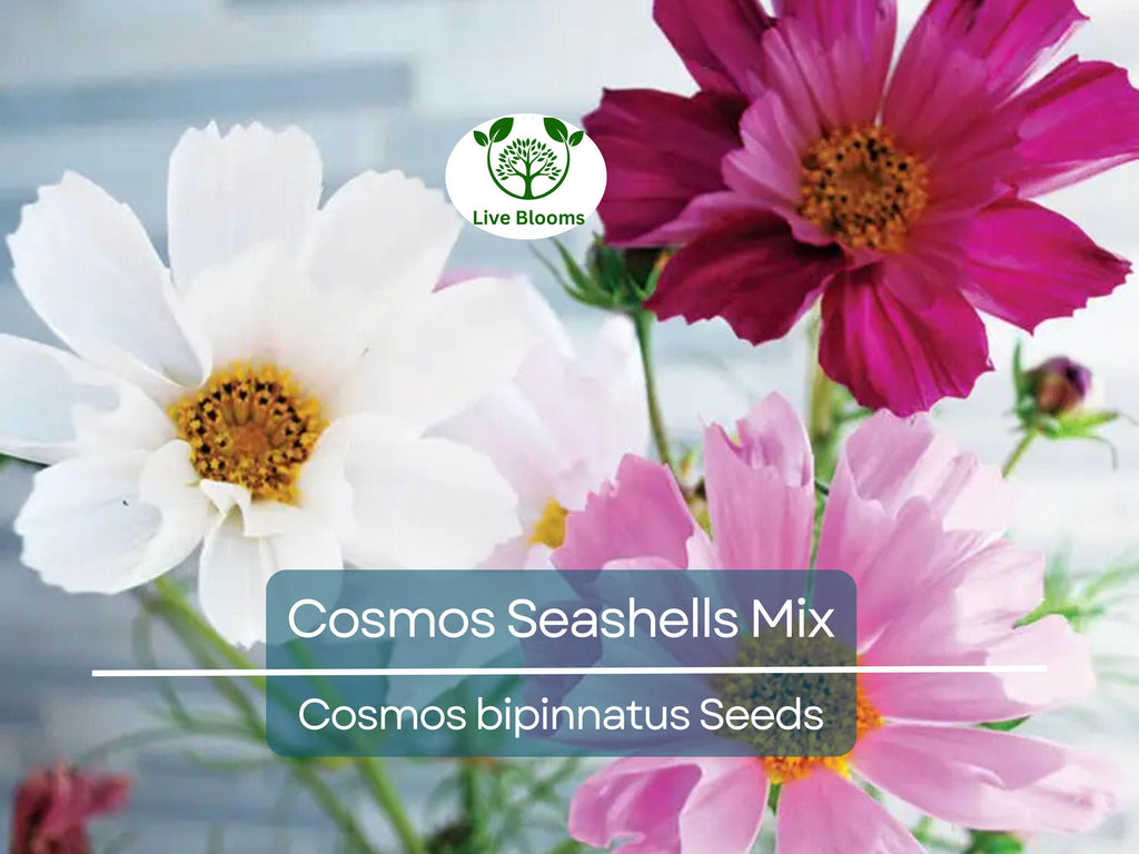 200 Seeds Cosmos Seashells Mix, Tubular Flowers, Rare AAS Winner, Non-GMO, Cosmos bipinnatus, Colorful Garden Blooms