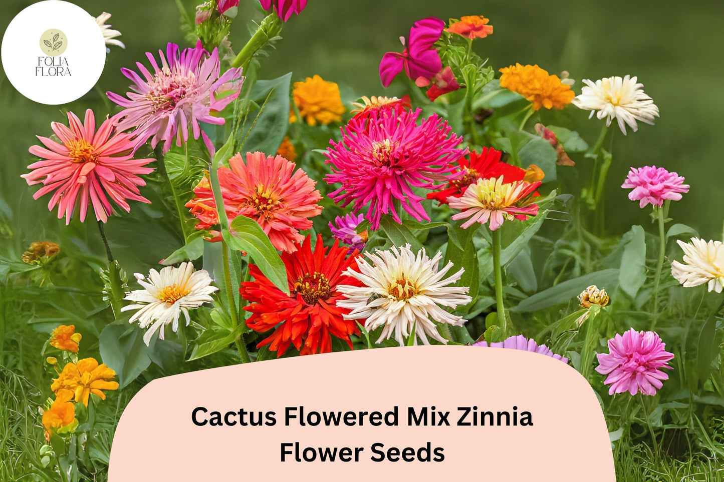 100+ Cactus Flowered Mix Zinnia Seeds – Spiky Petaled Blooms for Summer Gardens & Cut Flowers