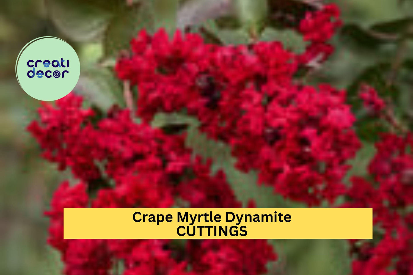 Crape Myrtle ‘Dynamite’ Cuttings | 5 Unrooted Red Flower Tree Cuttings | Lagerstroemia for Grafting or Rooting | Rare USA Variety