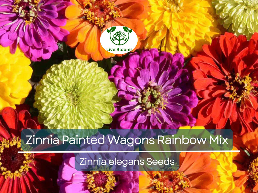 200 Seeds Zinnia Painted Wagons Rainbow Mix (Zinnia elegans) Non-GMO, Vibrant Cut Flowers for Butterflies & Hummingbirds, Pollinator Garden