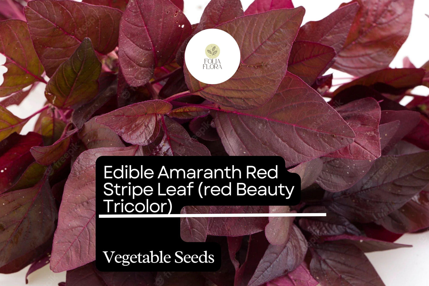 500mg Edible Amaranth Seeds Amaranthus tricolor Red Beauty Red Stripe Leaf for Planting | Heirloom Vegetable Microgreens