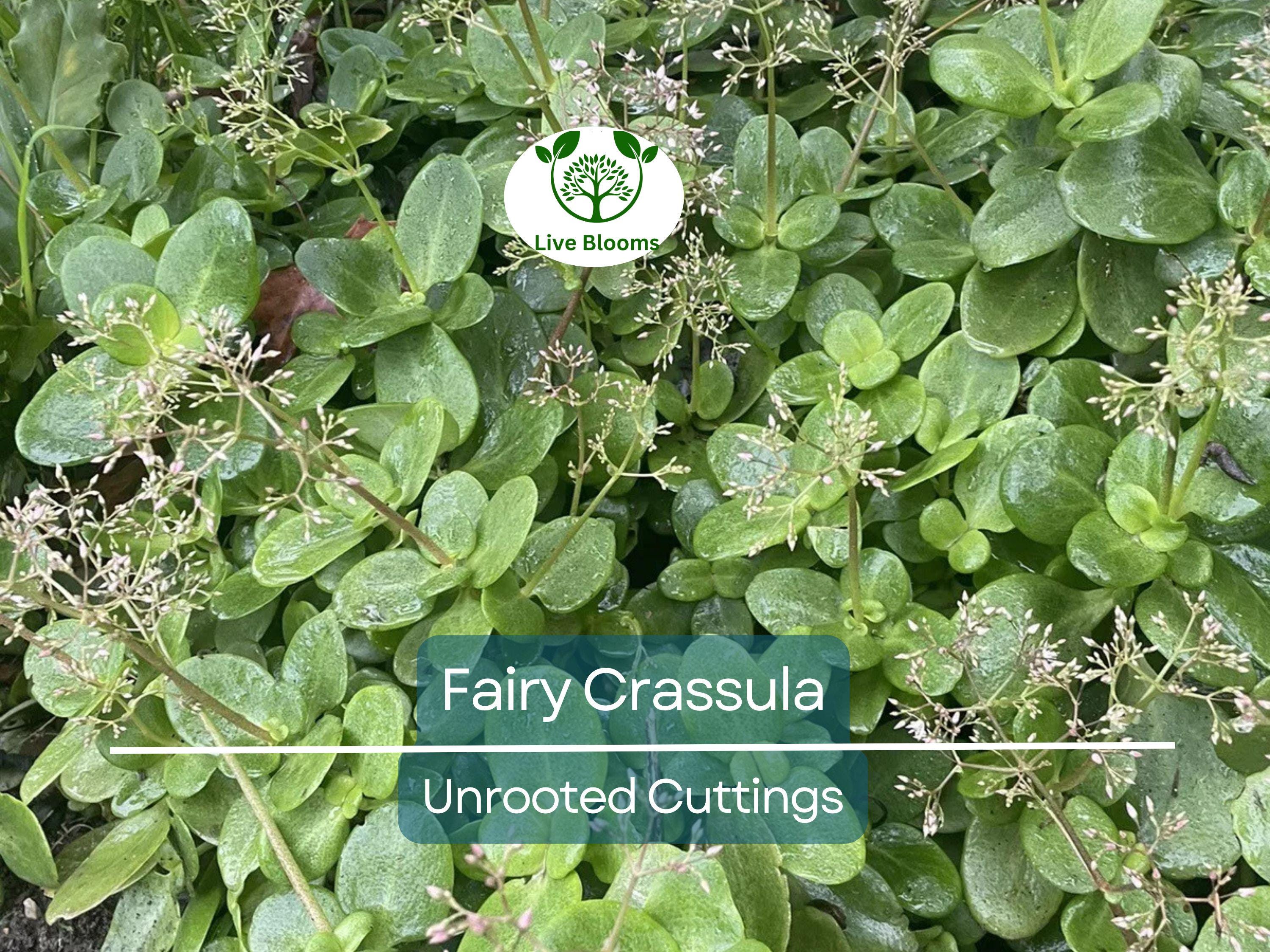 3 Fairy Crassula Succulent 3" Unrooted Cuttings - Crassula Multicava, Calico Kitten, Easy Care Houseplant, Rare Succulent for Gardening