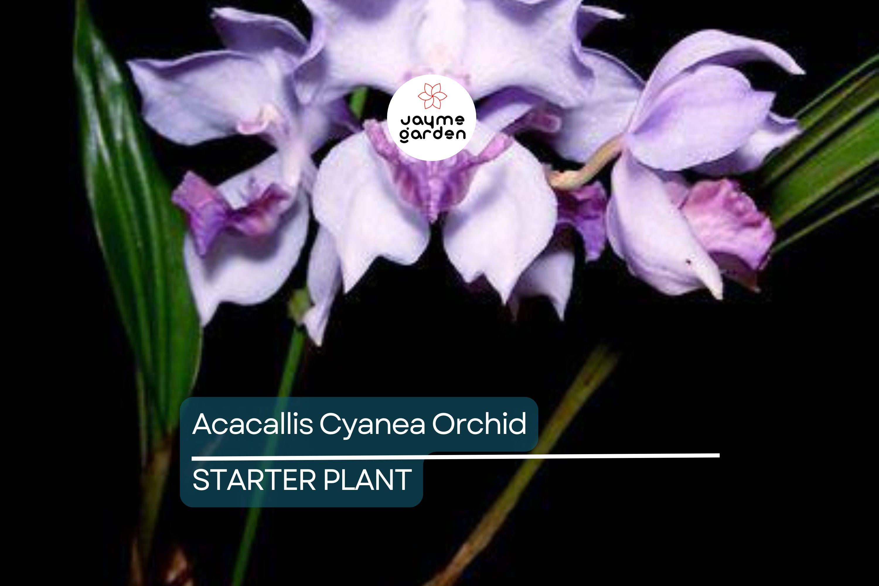 Acacallis Cyanea Orchid Seedling | Fragrant Lavender Flowers | Rare Orchid Species | Live Starter Plant in Pot