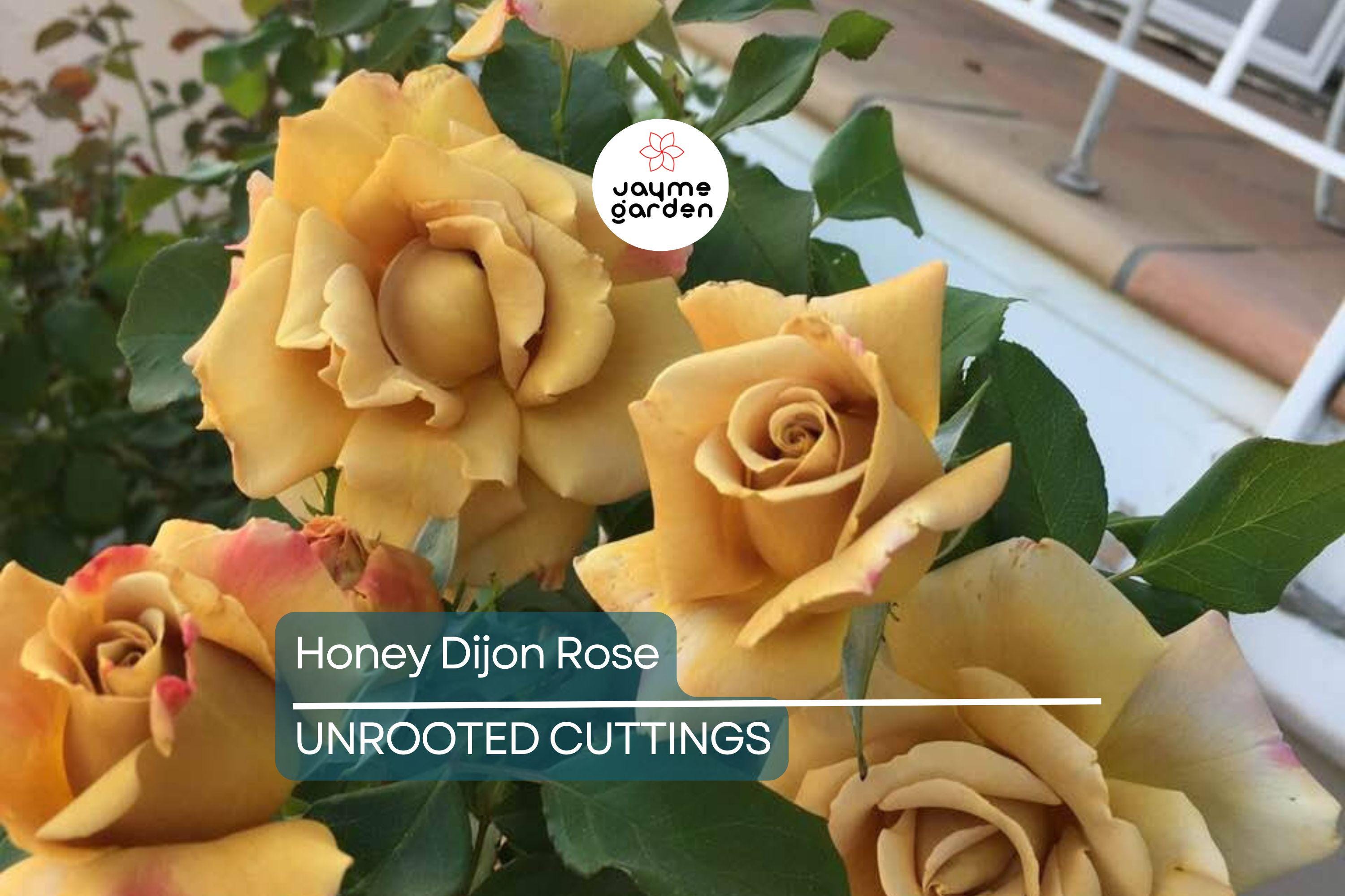 Super Rare Honey Dijon Rose | 3 Fresh Cuttings | for Rooting or Grafting | Unique Warm Tones | Fragrant Blooms