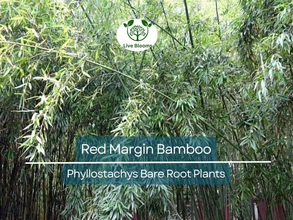 1 Red Margin Bamboo – Bare Root Rhizome Plant – Phyllostachys rubromarginata – Cold Hardy Bamboo for Privacy & Windbreaks