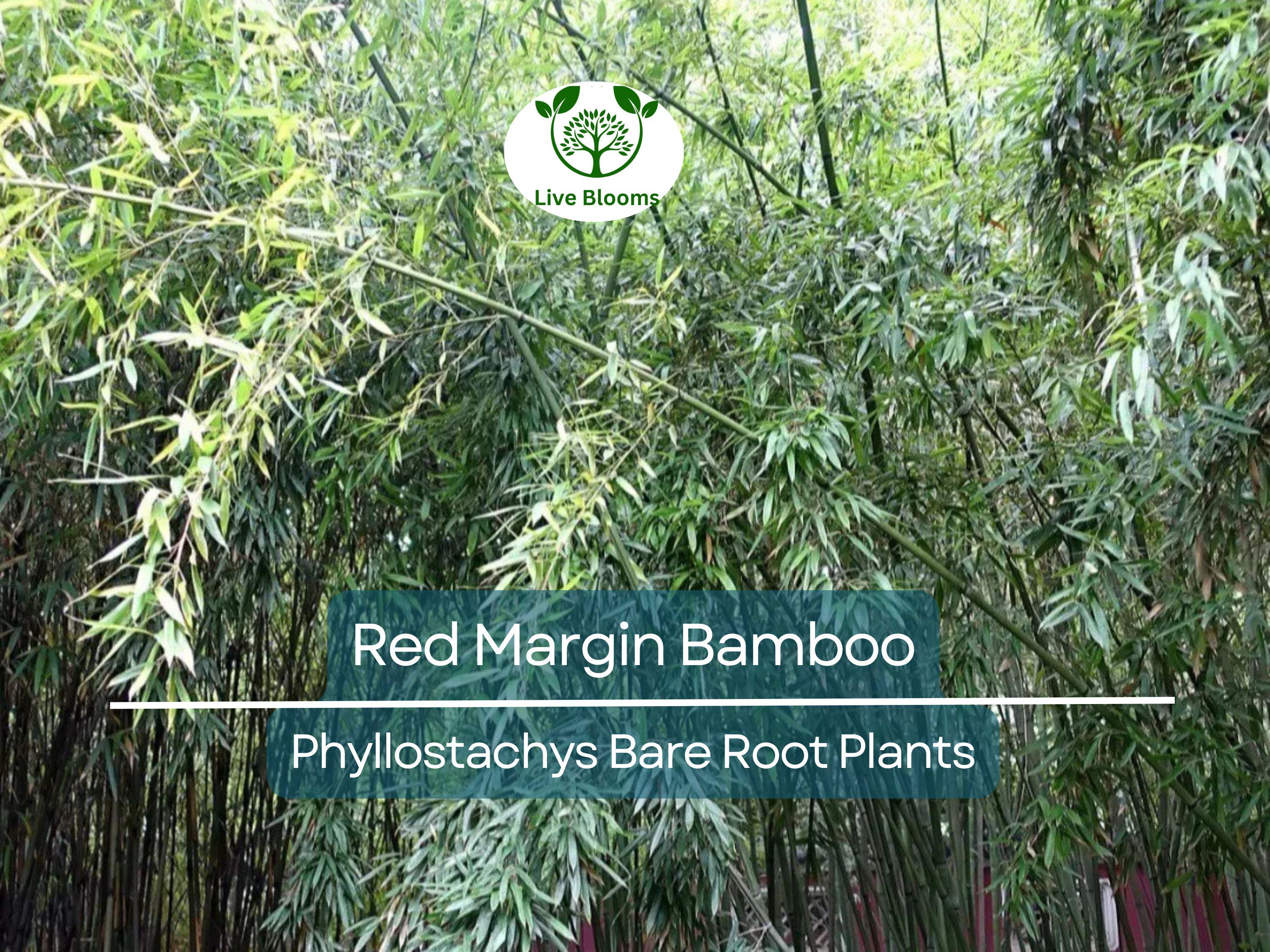 1 Red Margin Bamboo – Bare Root Rhizome Plant – Phyllostachys rubromarginata – Cold Hardy Bamboo for Privacy & Windbreaks