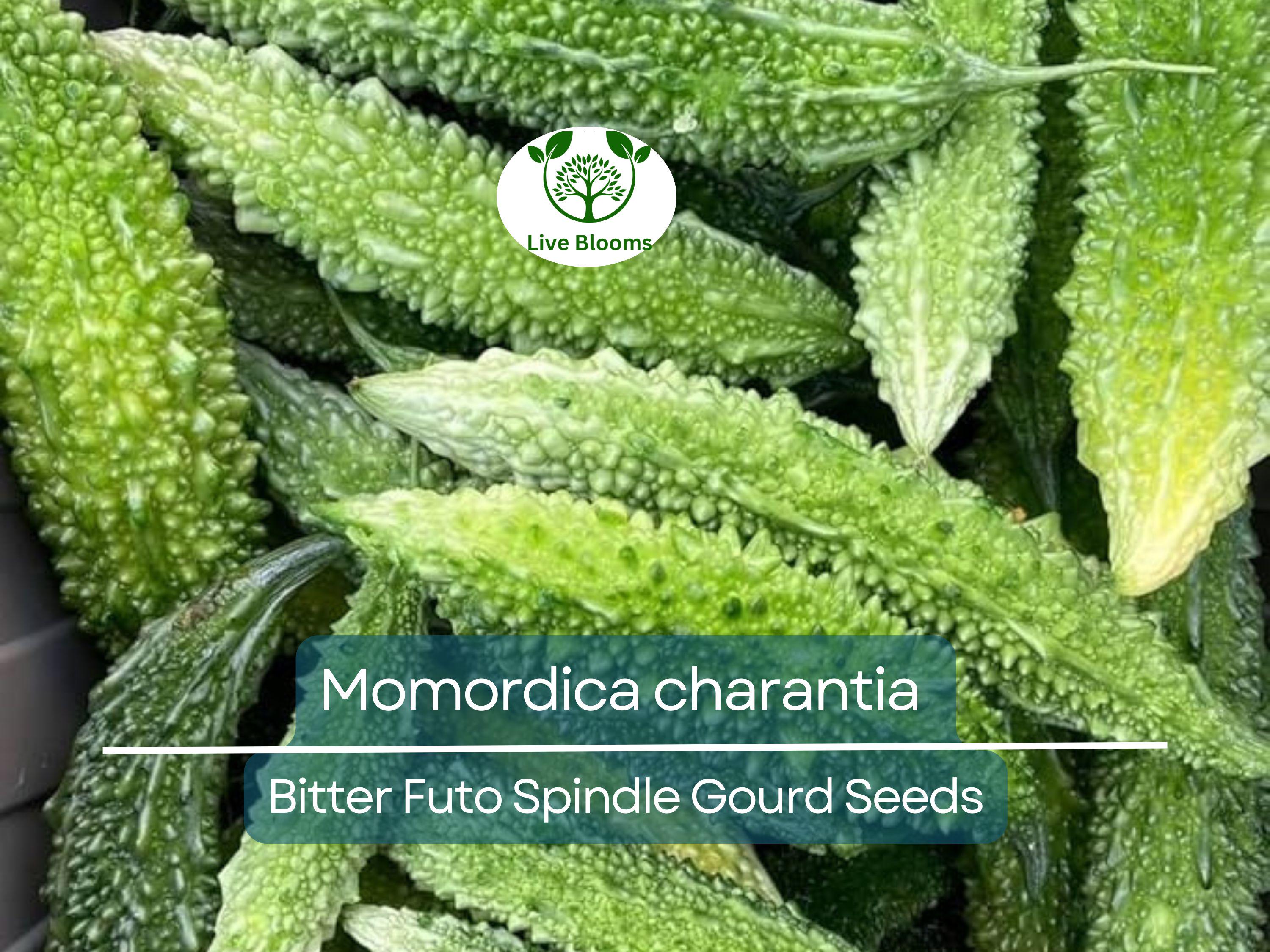 5 Seeds Gourd Bitter Futo Spindle – Hybrid (Momordica charantia) Non-GMO, Healthy Bitter Gourd for Planting, Gardening, & Fresh Harvests