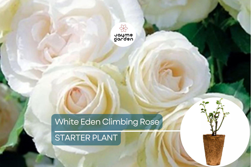 White Eden Climbing Rose – 1.5 Gal Pot | 100+ Petals | Creamy White Blush Flowers | Own Root | Hardy Zones 5-9 | 12’ Tall | Repeat Bloomer