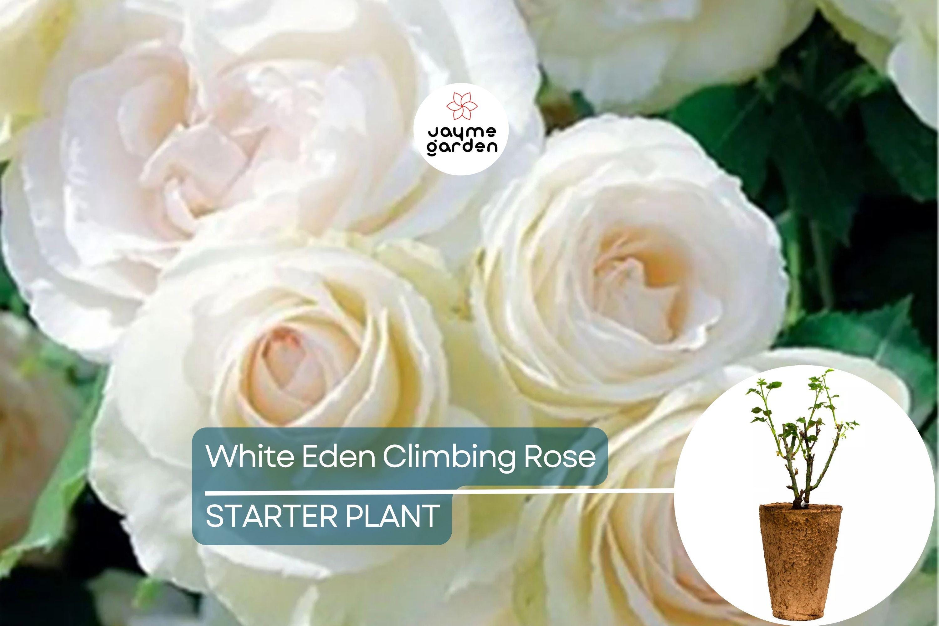 White Eden Climbing Rose – 1.5 Gal Pot | 100+ Petals | Creamy White Blush Flowers | Own Root | Hardy Zones 5-9 | 12’ Tall | Repeat Bloomer