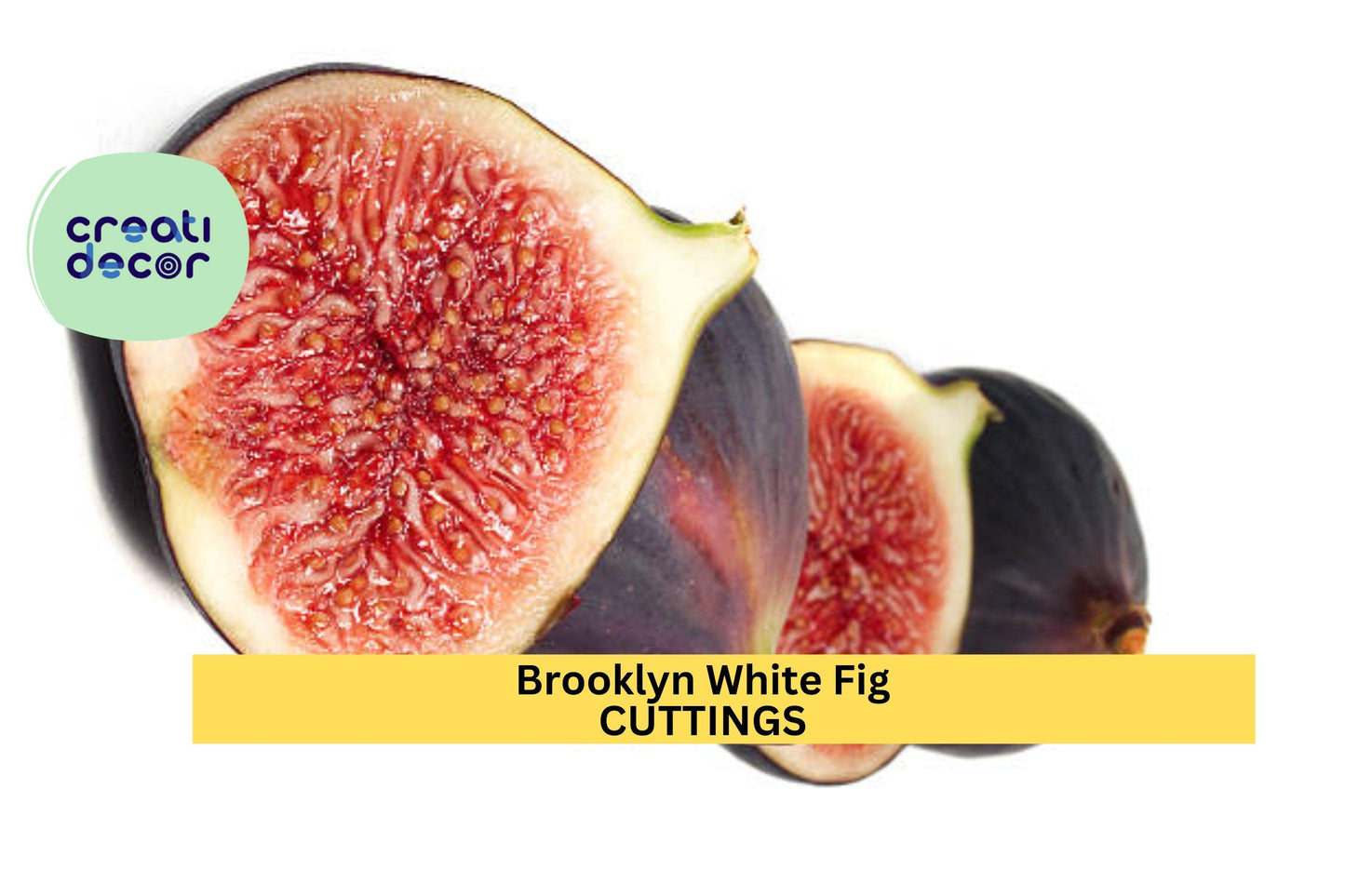 Brooklyn White Fig Tree Cuttings (2) + Willow Water | Rare Heirloom Variety | Fresh Unrooted Scions for Propagation & Grafting