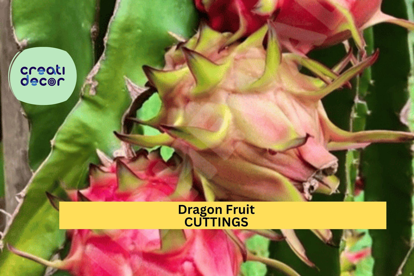 1 Mature Dragon Fruit Cuttings – ‘Orejona’ Variety | Hylocereus undatus Stems for Planting in Pots, Trellises, or Tropical Gardens